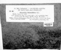 Image of Parmelia discordans